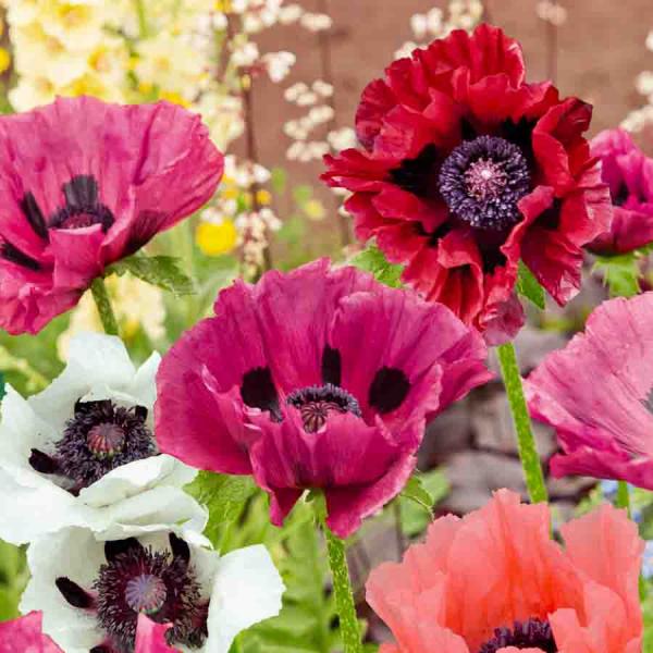 Fleurs - Pavot Pizzicato Varié - face recto